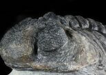 Bargain, Drotops Trilobite On Pedestal of Limestone #45611-4